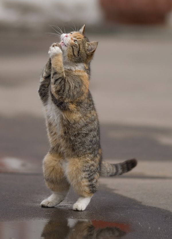 praying-cat
