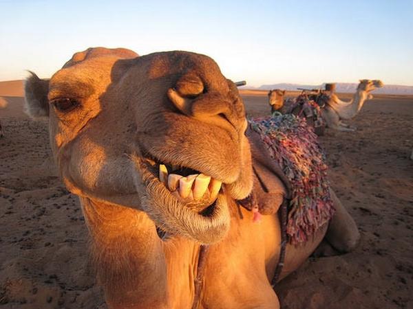 Funny-Camel-25