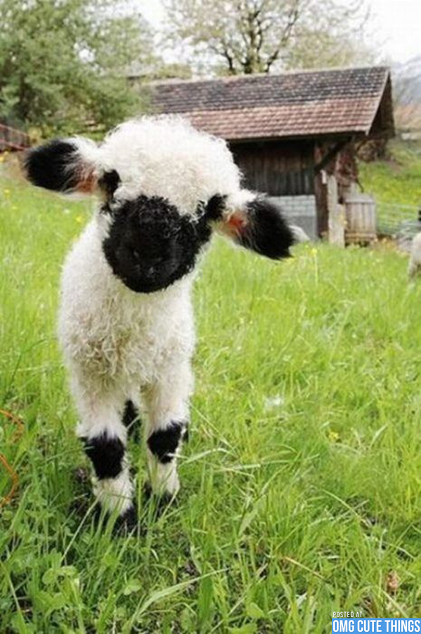 happy-sheep-daily-5-omg-cute-things-080212-03